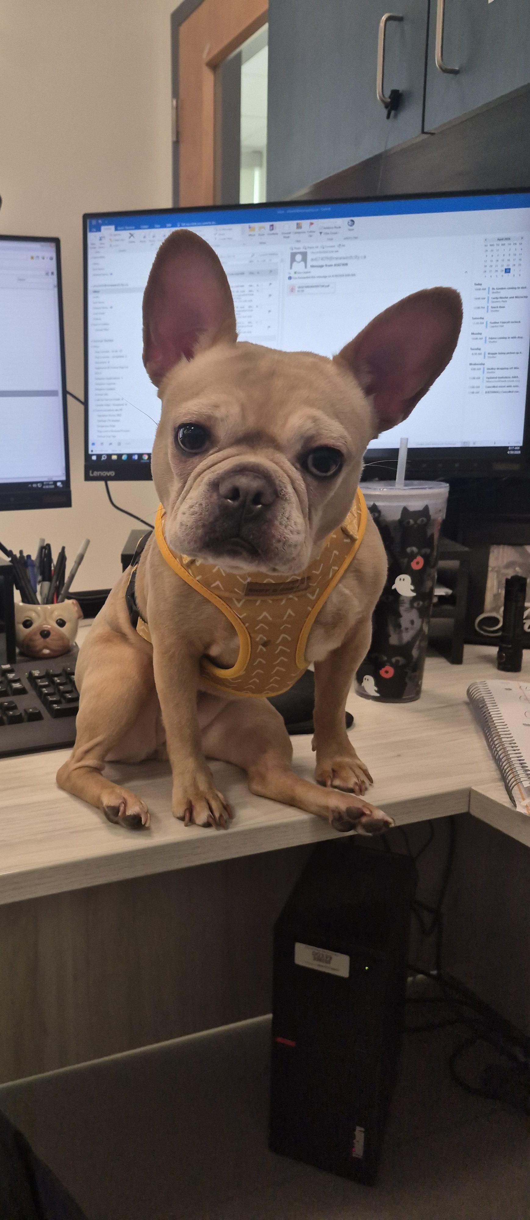 Harley , an adoptable French Bulldog in New Westminster, BC image 4/4