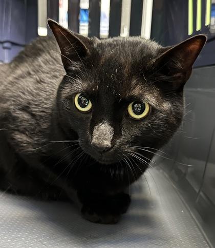 Enlarge Vader, a Adoptable Domestic Short Hair in Fort Worth, TX image 1/1