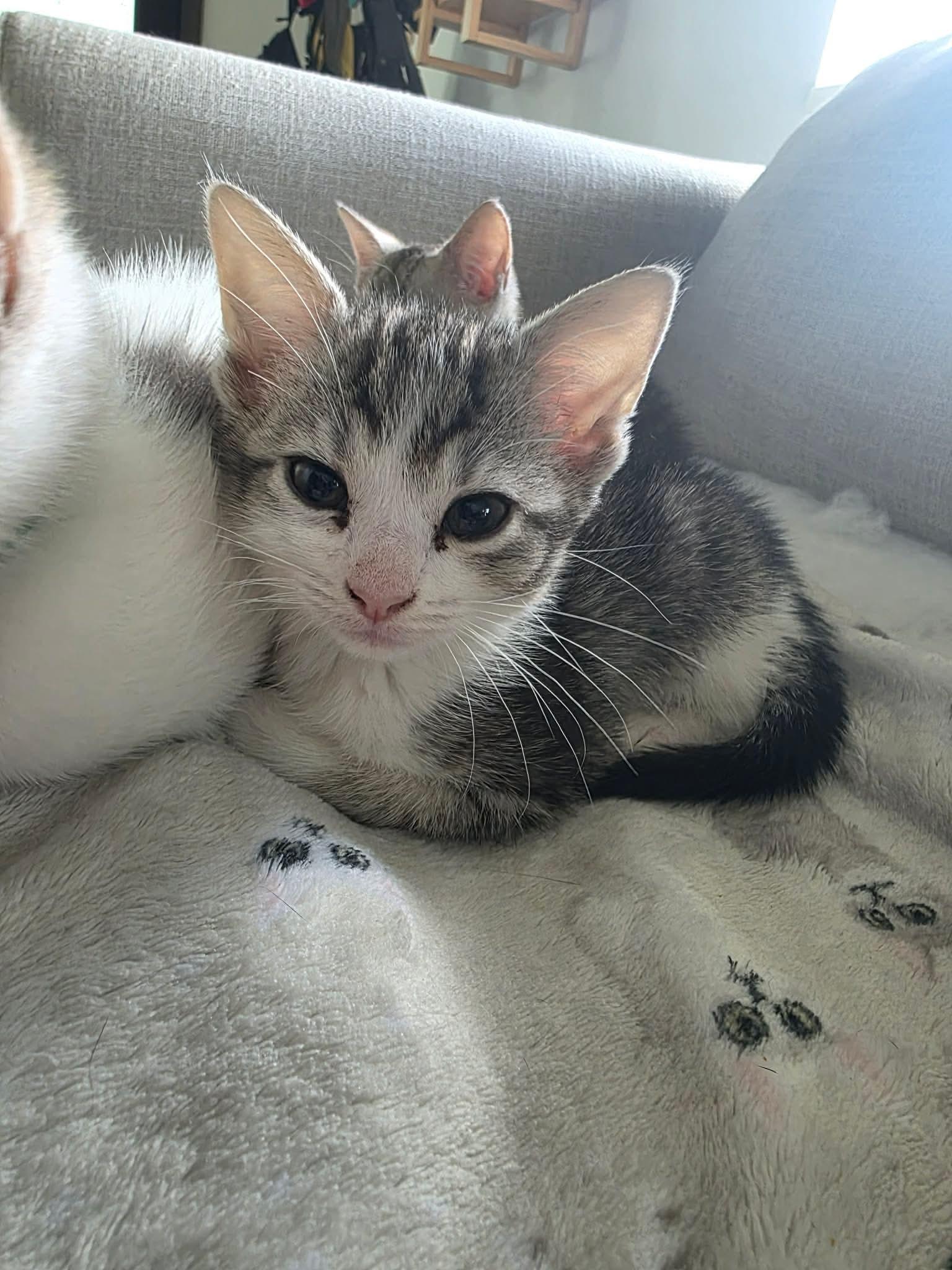 Enlarge Shaggy - Sweet and affectionate kitten, a Adoptable Domestic Short Hair in Hales Corners, WI image 3/6