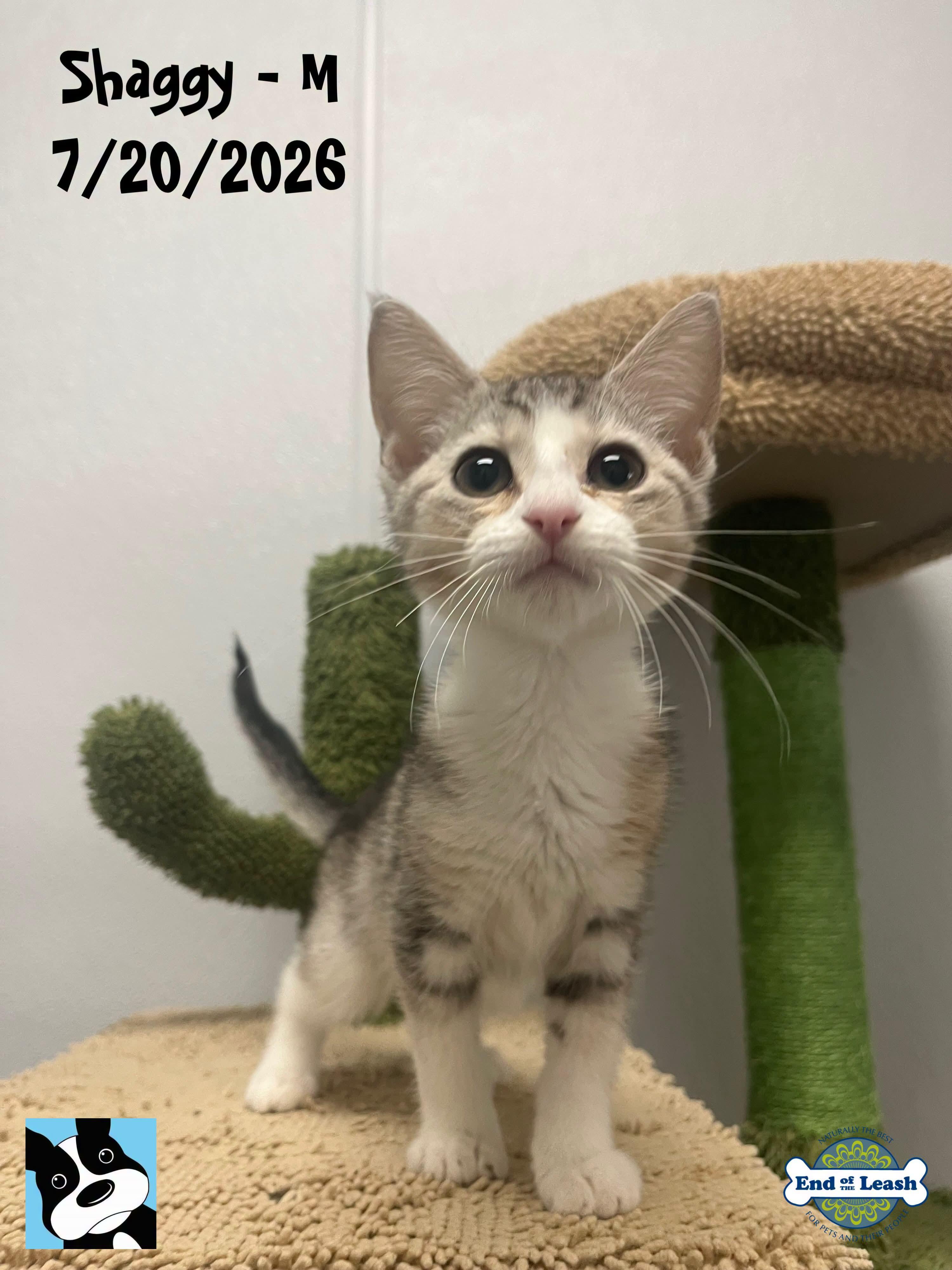 Enlarge Shaggy - Sweet and affectionate kitten, a Adoptable Domestic Short Hair in Hales Corners, WI image 1/6