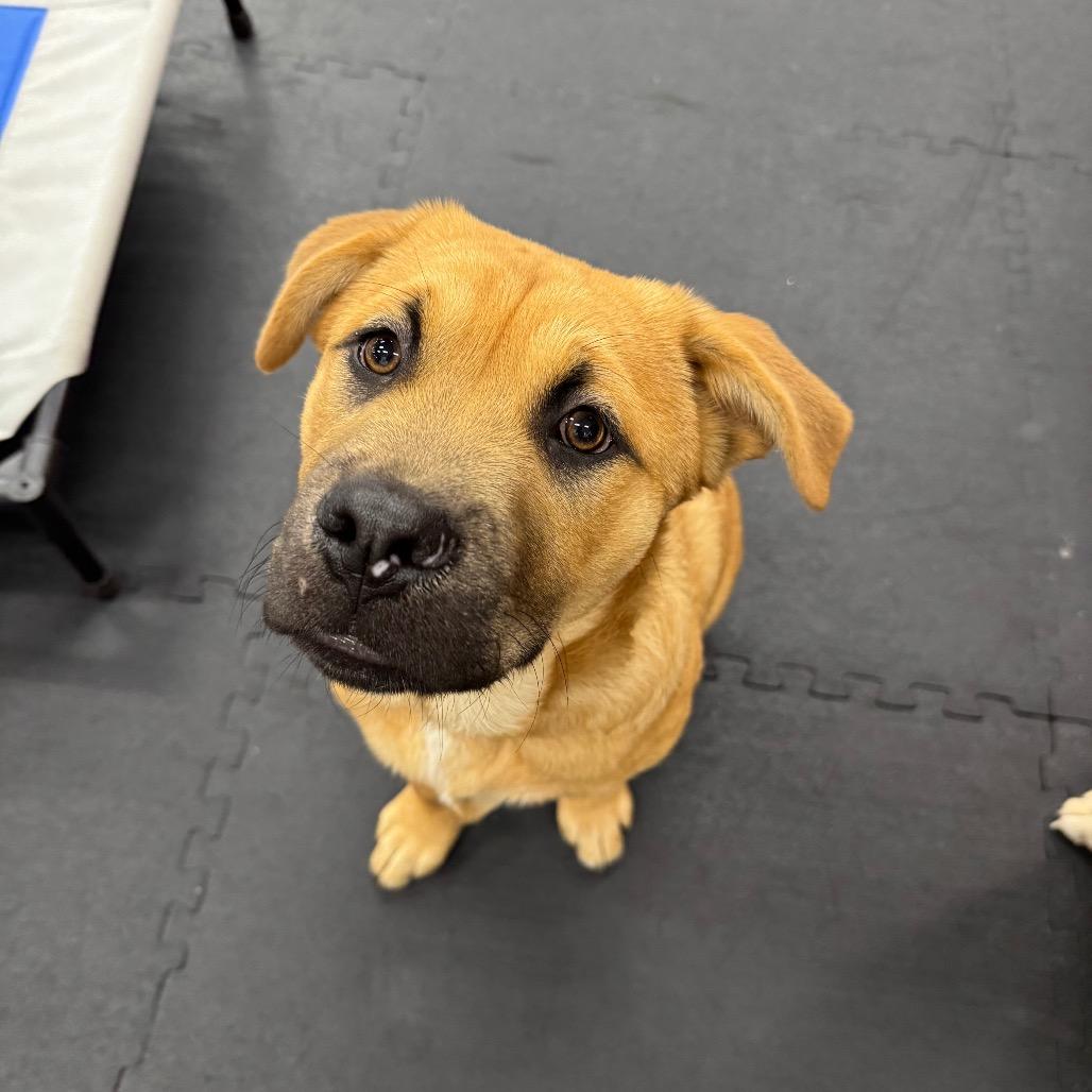Potato, adopted, Young Male Chow Chow & Mastiff.