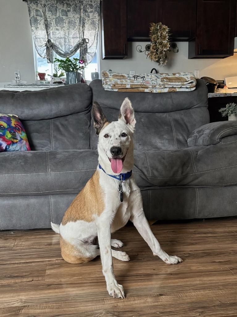 Dakota Peach, Adoptable, Young Female Husky & Cattle Dog.