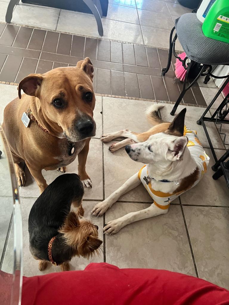 Dakota Peach, Adoptable, Young Female Husky & Cattle Dog.