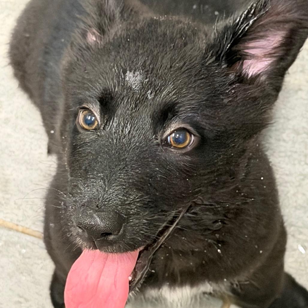 PEACHES, Adoptable, Puppy Female Shepherd.