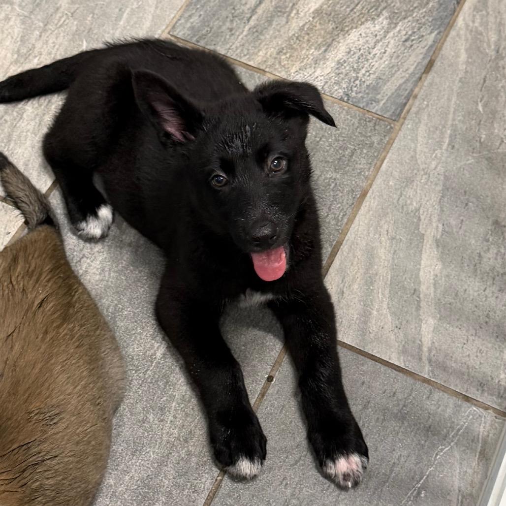 PEACHES, a Adoptable Shepherd in Wellington, FL image 2/5