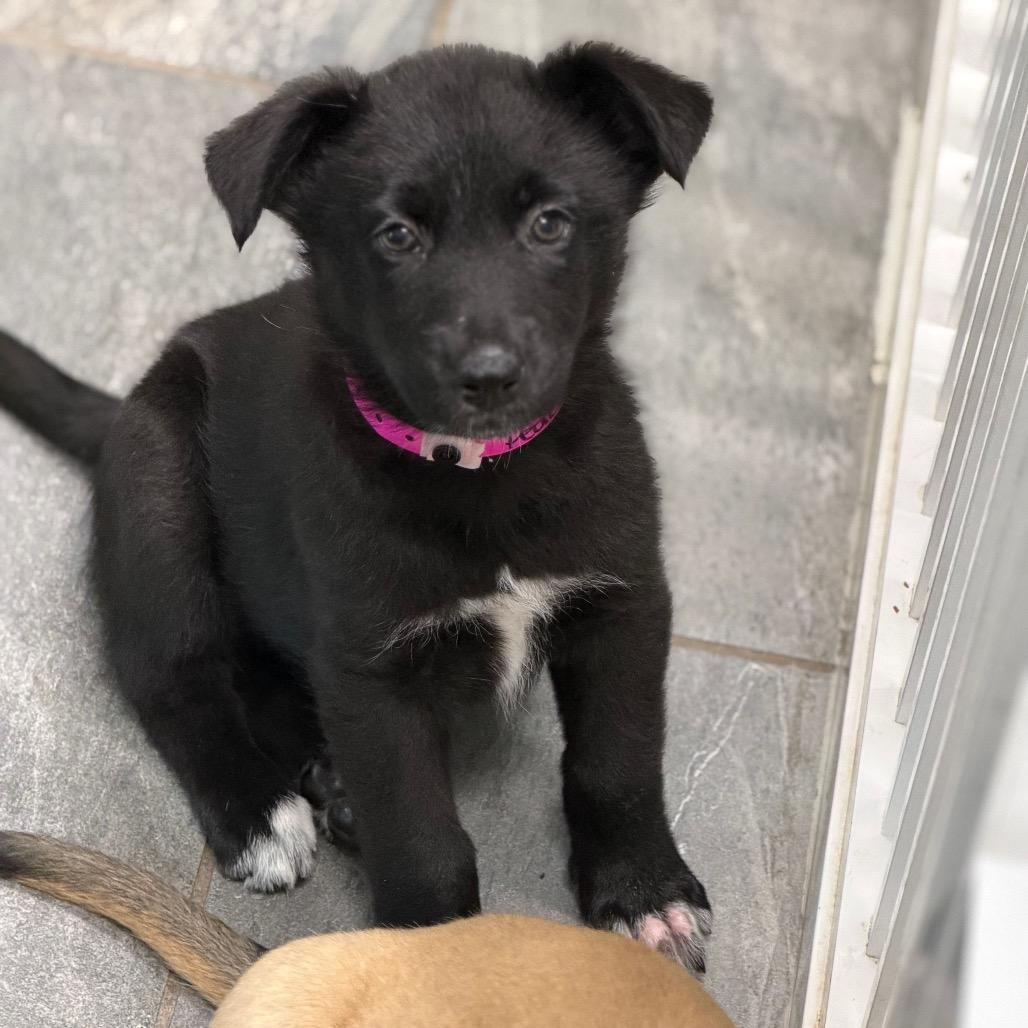 PEACHES, a Adoptable Shepherd in Wellington, FL image 3/5