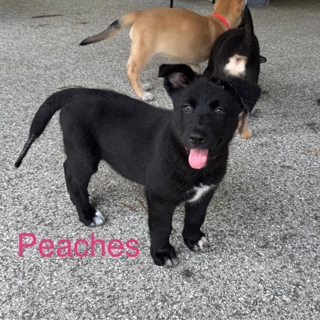 PEACHES, a Adoptable Shepherd in Wellington, FL image 4/5
