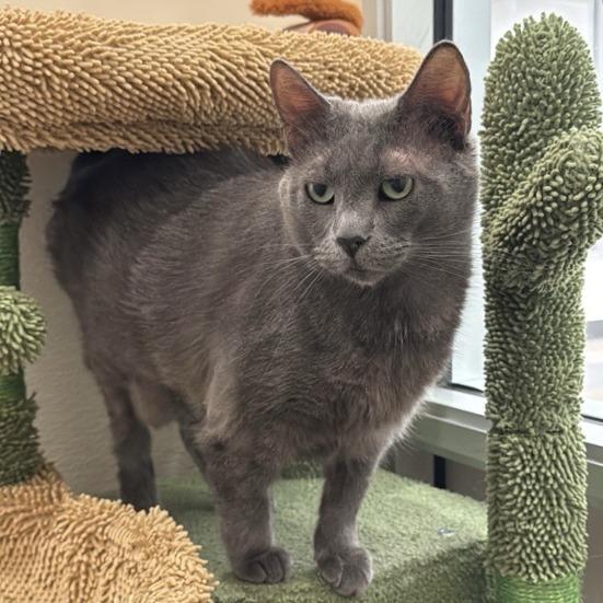 Jade, Adoptable, Adult Female Domestic Short Hair.