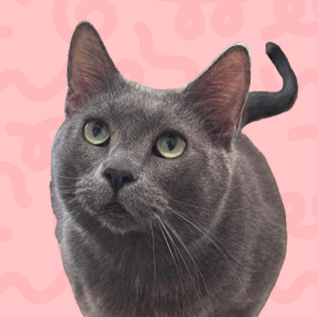 Jade, a Adoptable Domestic Short Hair in Reno, NV image 2/4