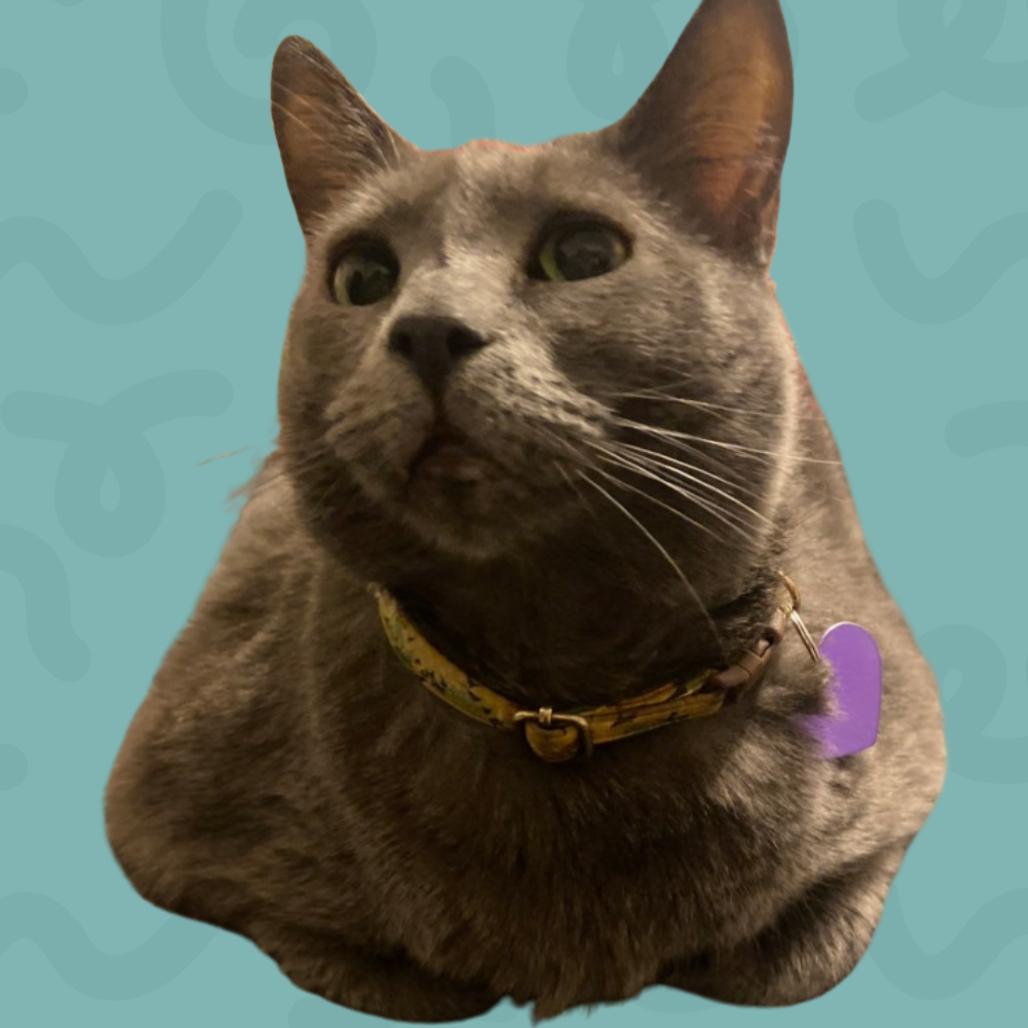 Jade, a Adoptable Domestic Short Hair in Reno, NV image 3/4