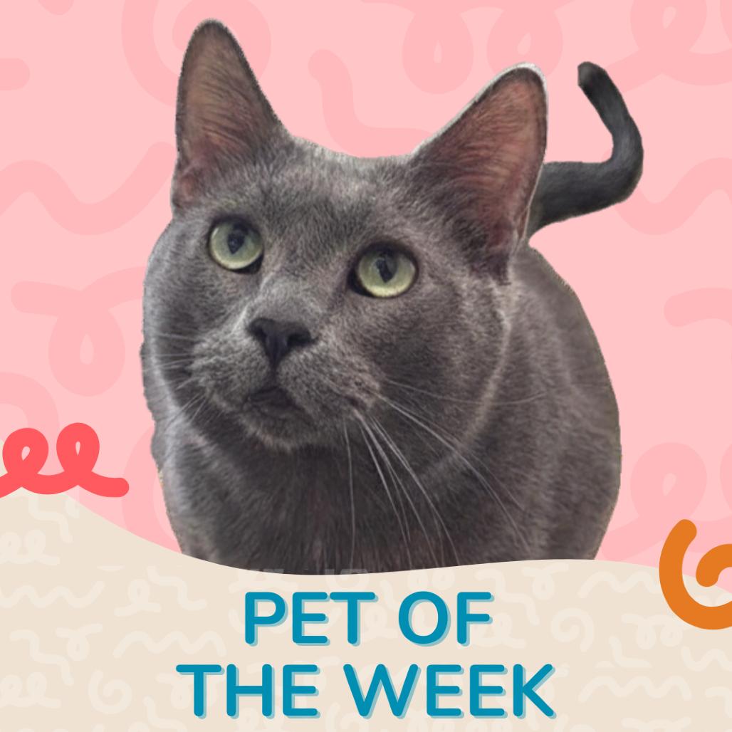 Jade, a Adoptable Domestic Short Hair in Reno, NV image 4/4
