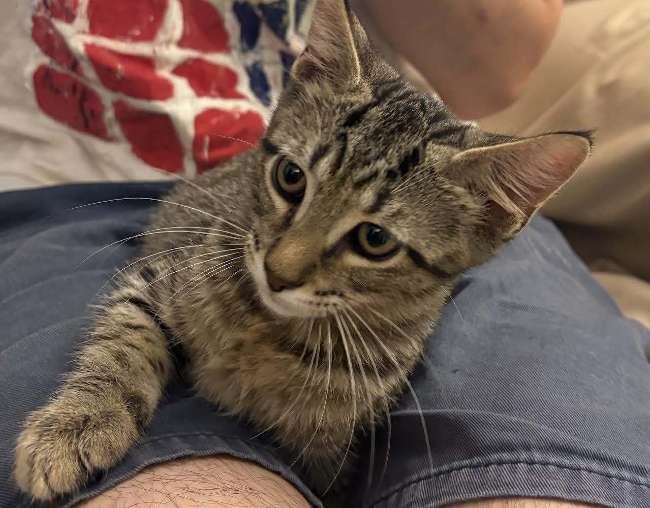 Enlarge Mary Ann, a Adoptable Domestic Short Hair in St Petersburg, FL image 1/1