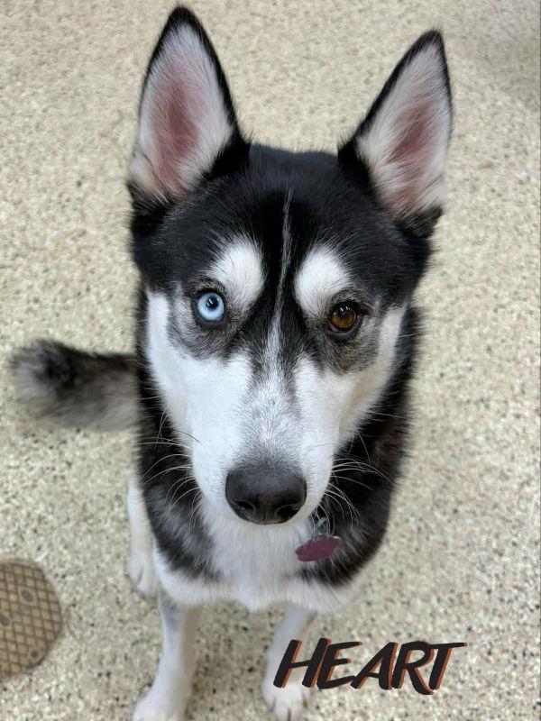 Freya, Adoptable, Young Female Siberian Husky.