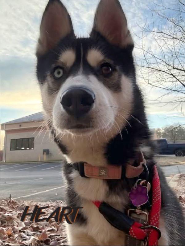 Enlarge Freya, a Adoptable Siberian Husky in Millersville, MD image 3/3