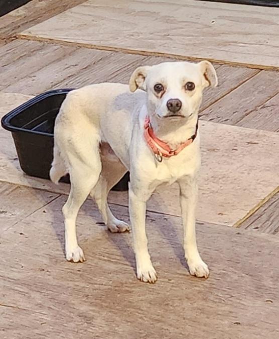 TYSON, a Adoptable mixed breed in Troutman, NC image 6/6