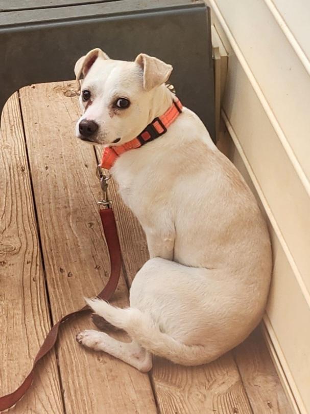 Enlarge TYSON, a Adoptable mixed breed in Troutman, NC image 2/6