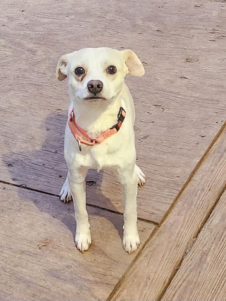 TYSON, a Adoptable mixed breed in Troutman, NC image 5/6