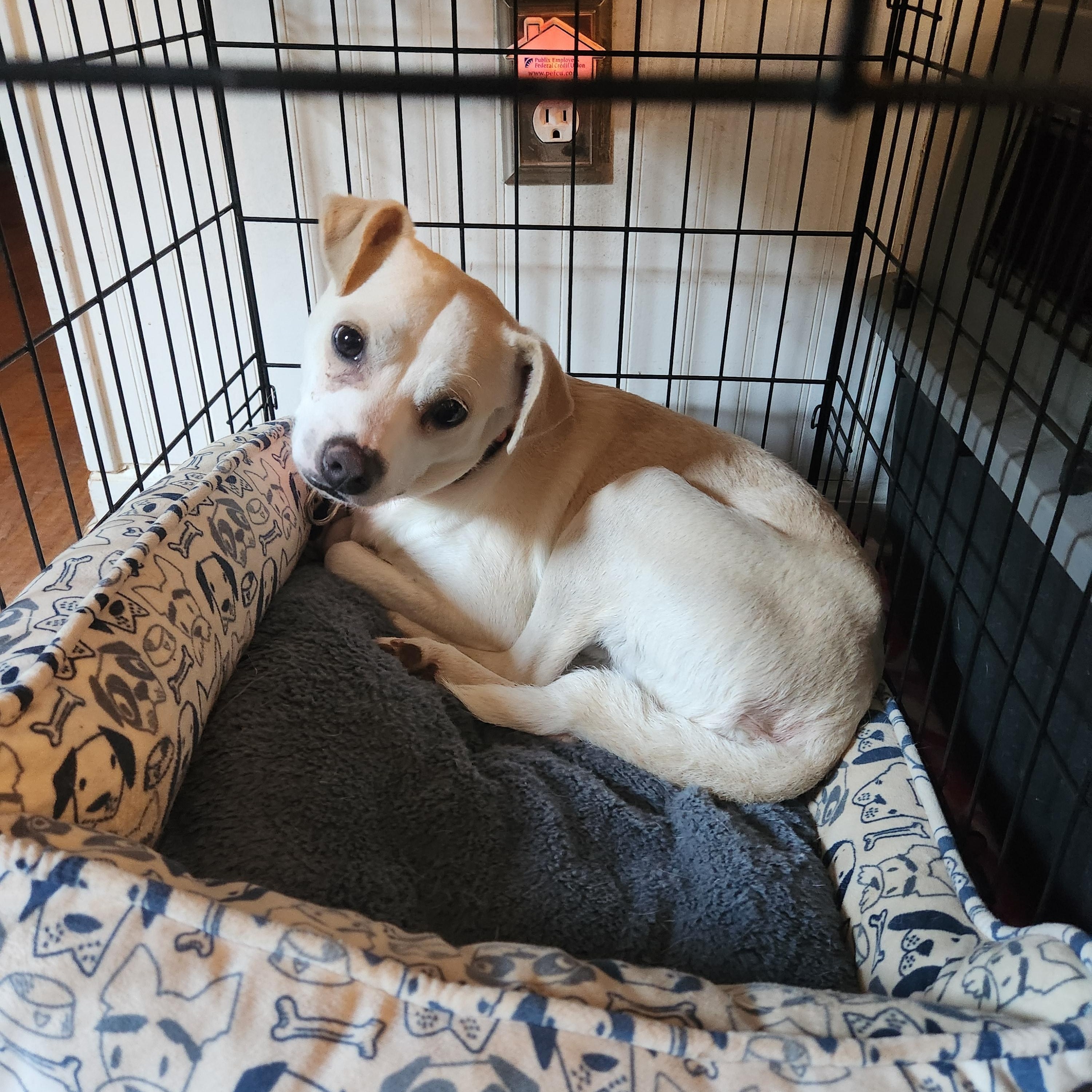 TYSON, Adoptable, Young Male Terrier.