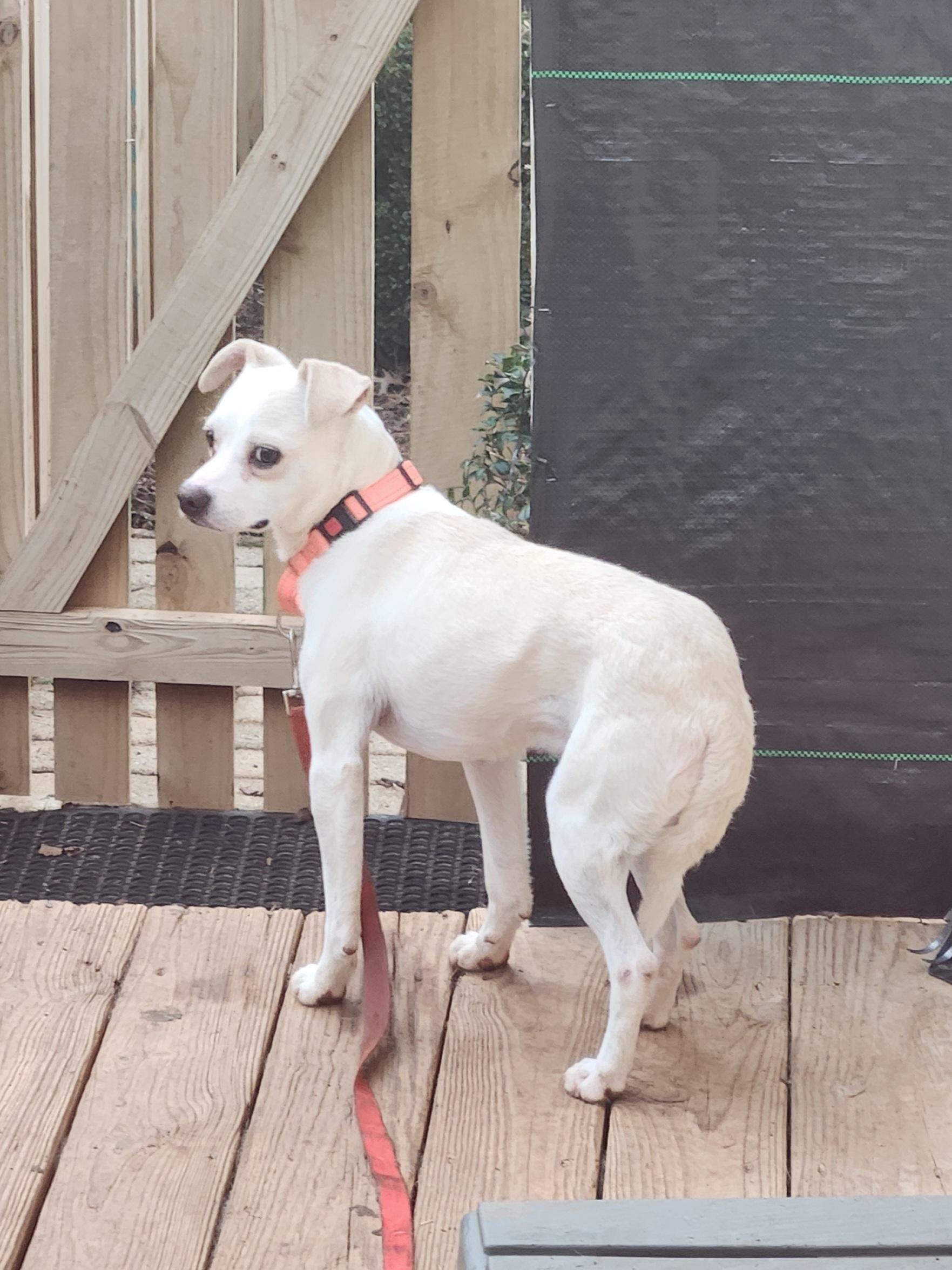 Enlarge TYSON, a Adoptable mixed breed in Troutman, NC image 3/6