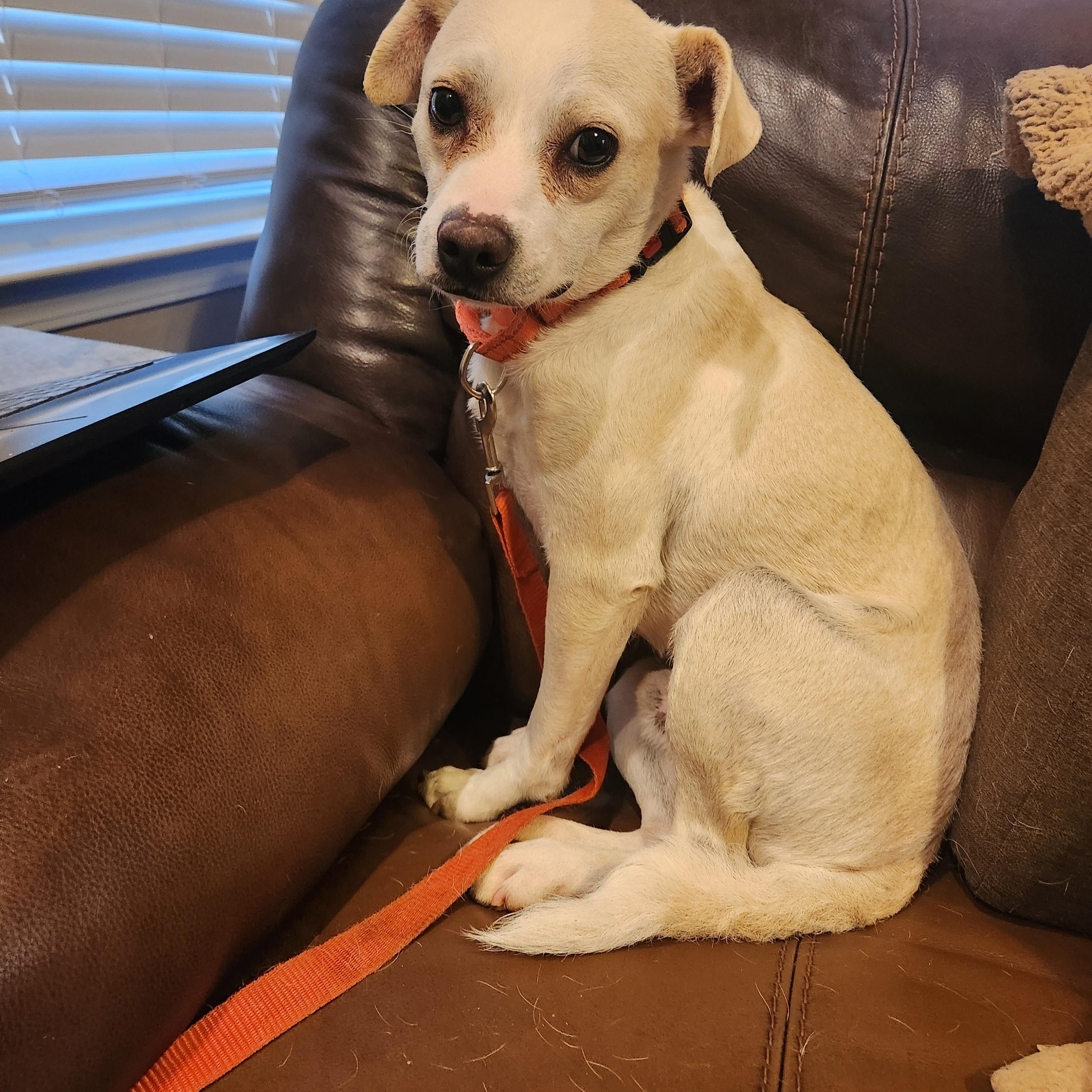 TYSON, Adoptable, Young Male Jack Russell Terrier & Terrier.