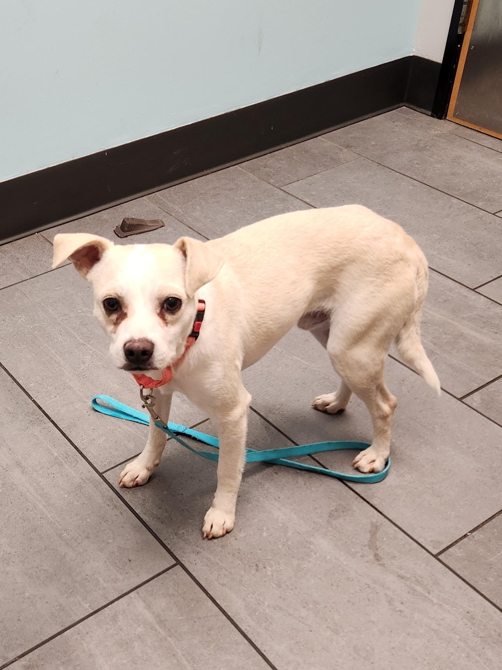 Enlarge TYSON, a Adoptable mixed breed in Troutman, NC image 4/6