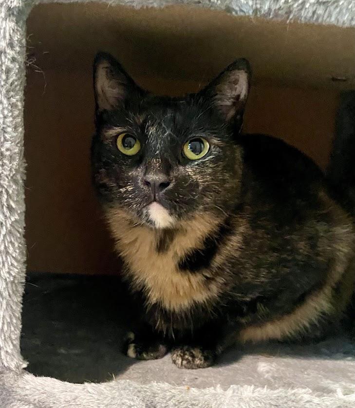 Cayenne, Adoptable, Adult Female Domestic Short Hair & Tortoiseshell.
