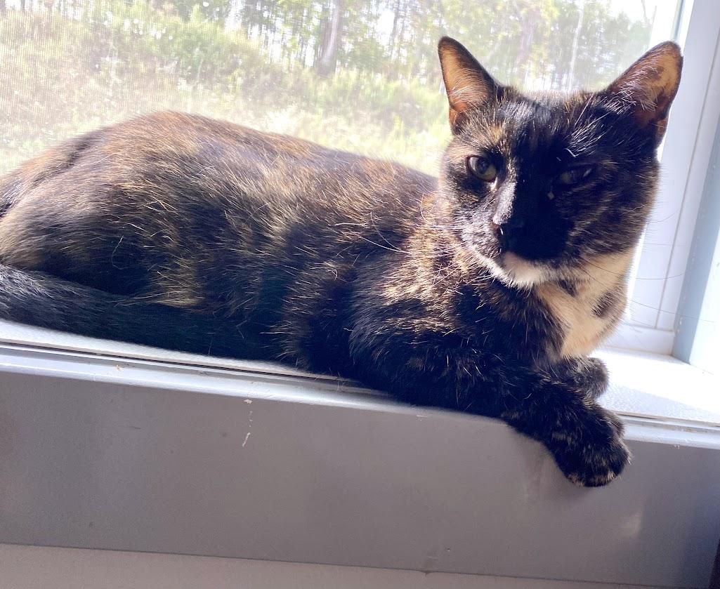 Cayenne, a Adoptable mixed breed in Lafayette, NJ image 2/5