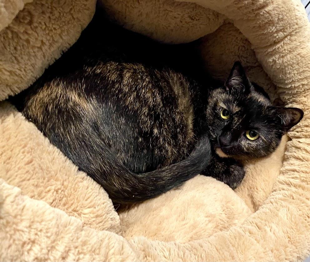 Cayenne, a Adoptable mixed breed in Lafayette, NJ image 5/5