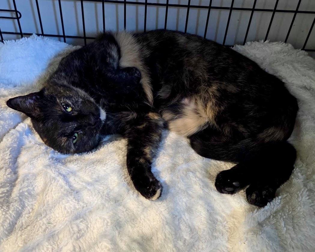 Cayenne, a Adoptable mixed breed in Lafayette, NJ image 3/5