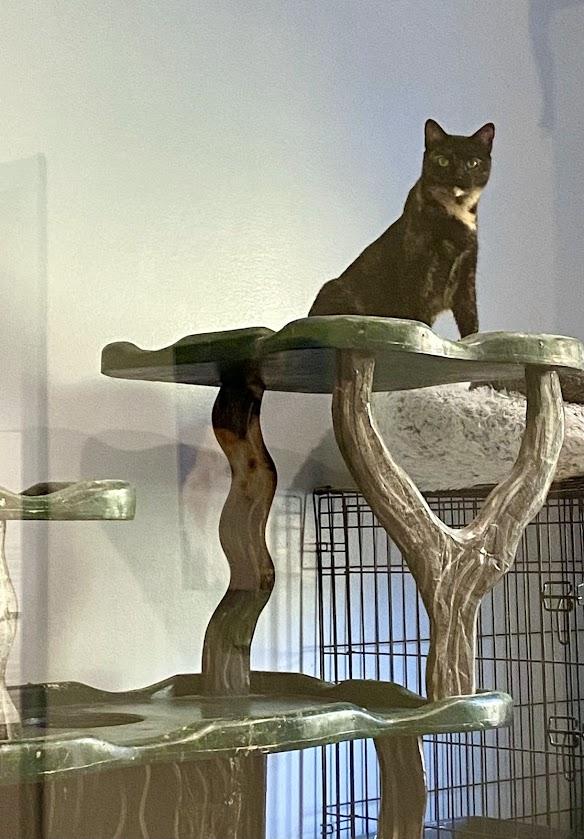 Cayenne, a Adoptable mixed breed in Lafayette, NJ image 4/5