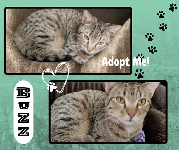 Enlarge Buzz, a ADOPTABLE American Shorthair in Paris, IL image 1/1