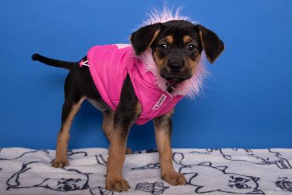 Enlarge Mia, a Adoptable mixed breed in Greenville, SC image 1/1