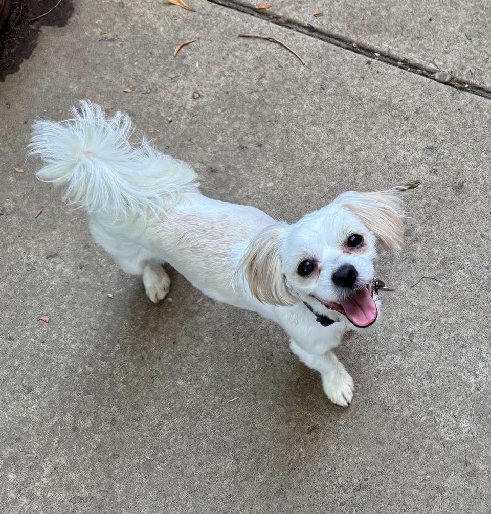 Rex, Adopted, Young Male Shih Tzu.