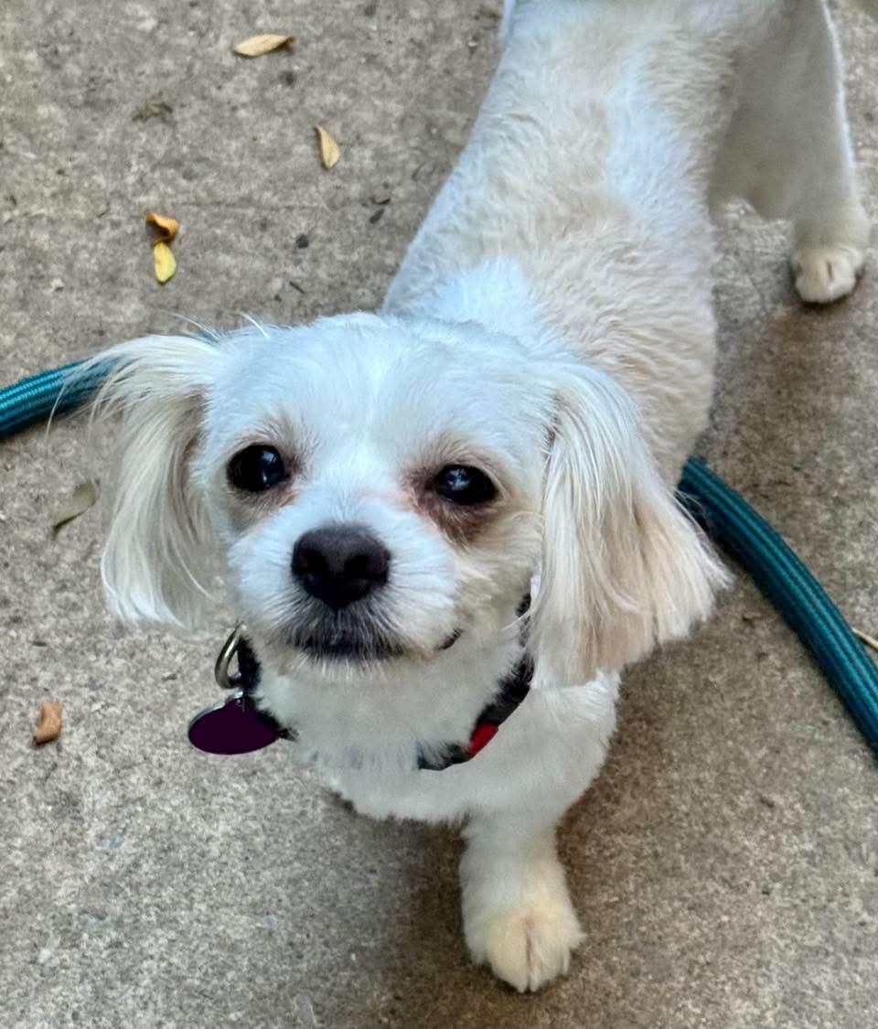 Enlarge Rex, a Adopted Shih Tzu in Buffalo, NY image 2/2
