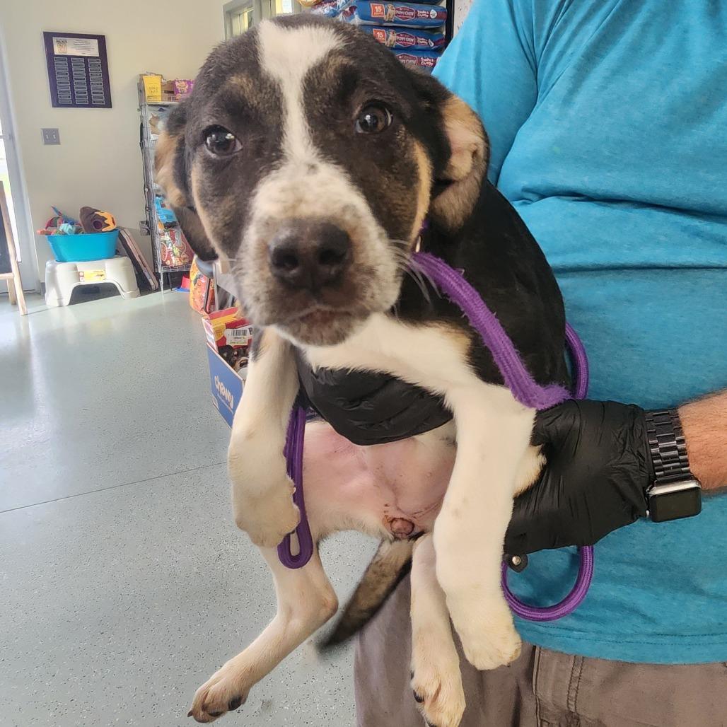 Charity, Adoptable, Puppy Female Mixed Breed & Mixed Breed.