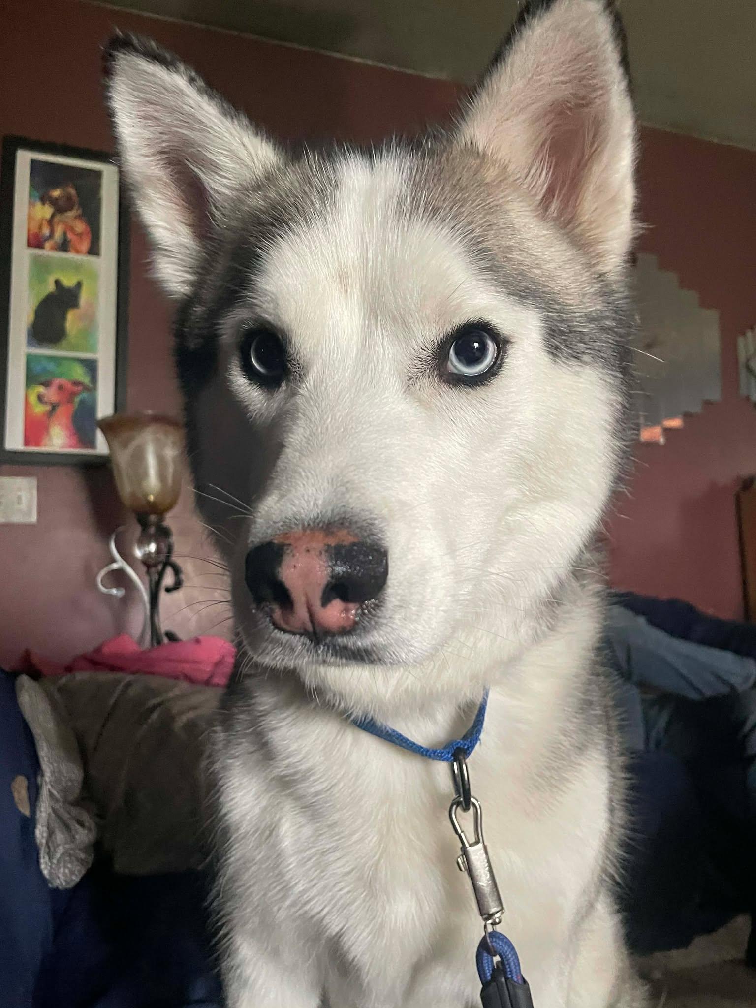 Enlarge Niko, an adopted Husky in Beaverton, MI image 3/4