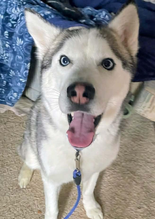 Enlarge Niko, an adopted Husky in Beaverton, MI image 1/4