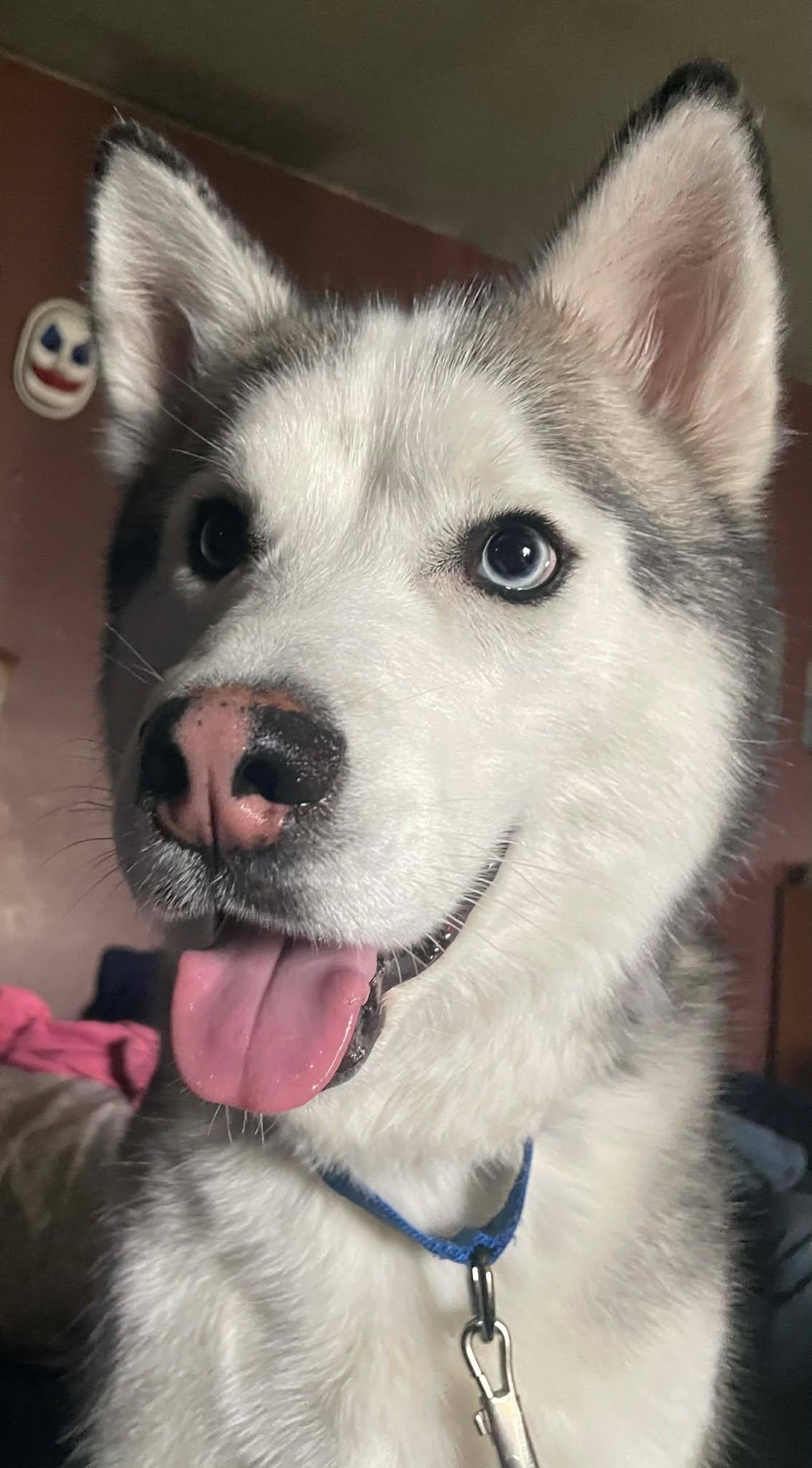 Enlarge Niko, an adopted Husky in Beaverton, MI image 2/4