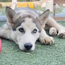 Enlarge Niko, an adopted Husky in Beaverton, MI image 4/4