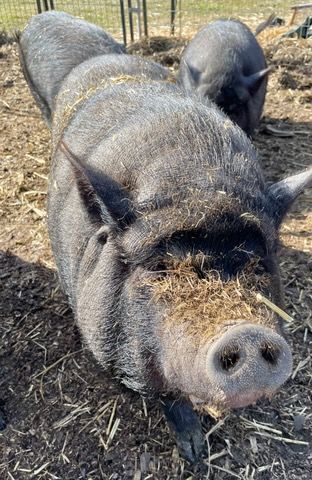 Ruffian, a Adoptable Pot Bellied in Belmont, NY image 1/2