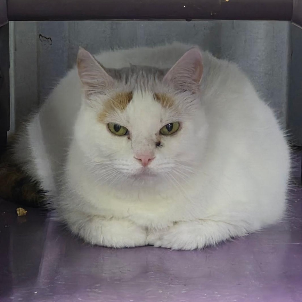 Enlarge Battie, a ADOPTABLE Domestic Short Hair in SNOW HILL, NC image 2/2