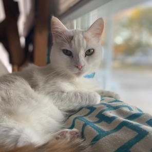 Enlarge Battie, a ADOPTABLE Domestic Short Hair in SNOW HILL, NC image 1/2