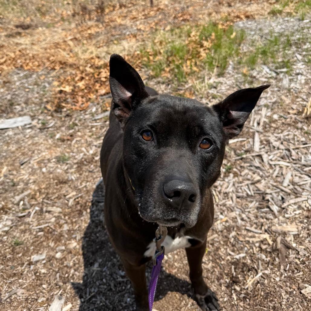 Sam, Adoptable, Adult Male Thai Ridgeback.