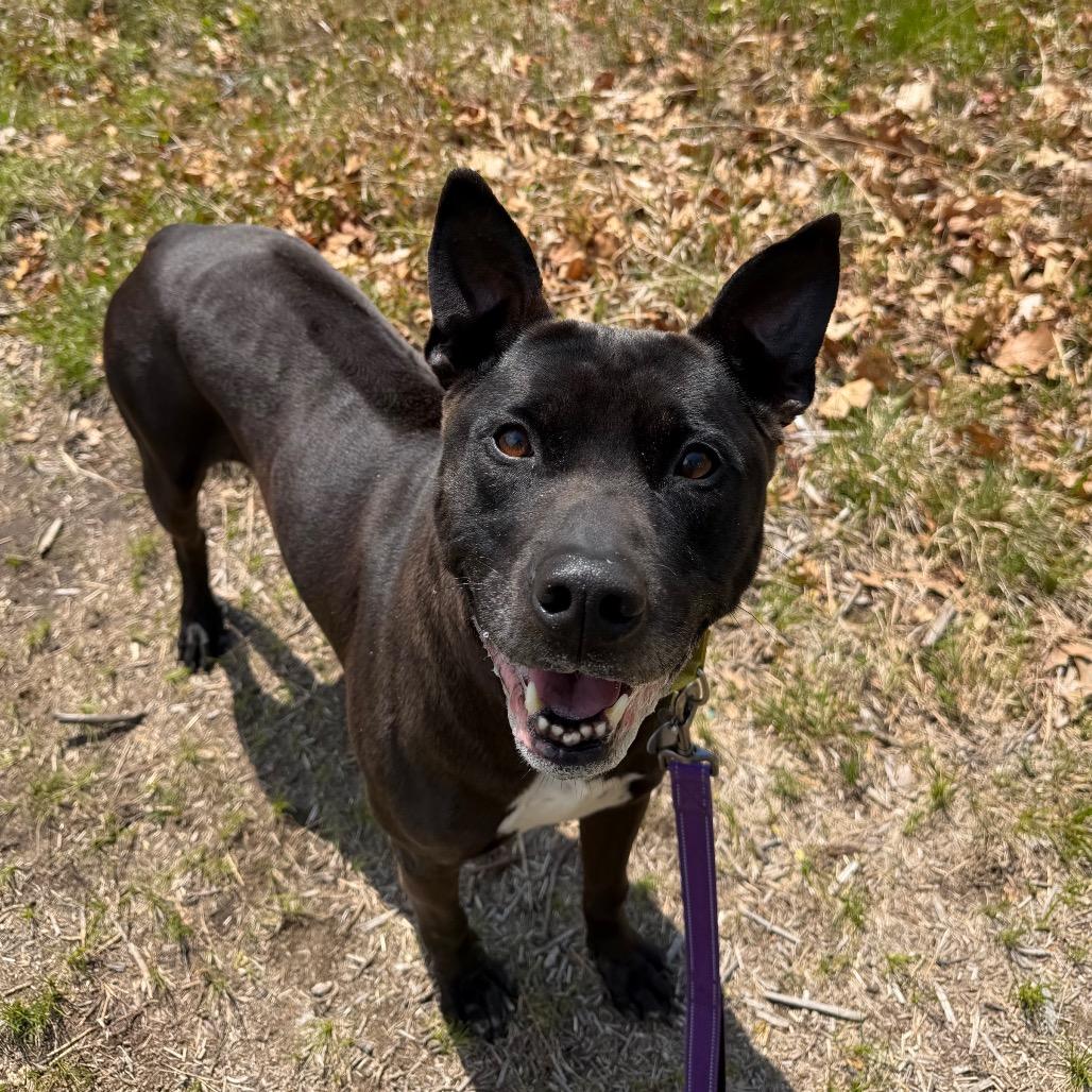 Enlarge Sam, a Adoptable Thai Ridgeback in Warwick, RI image 2/2