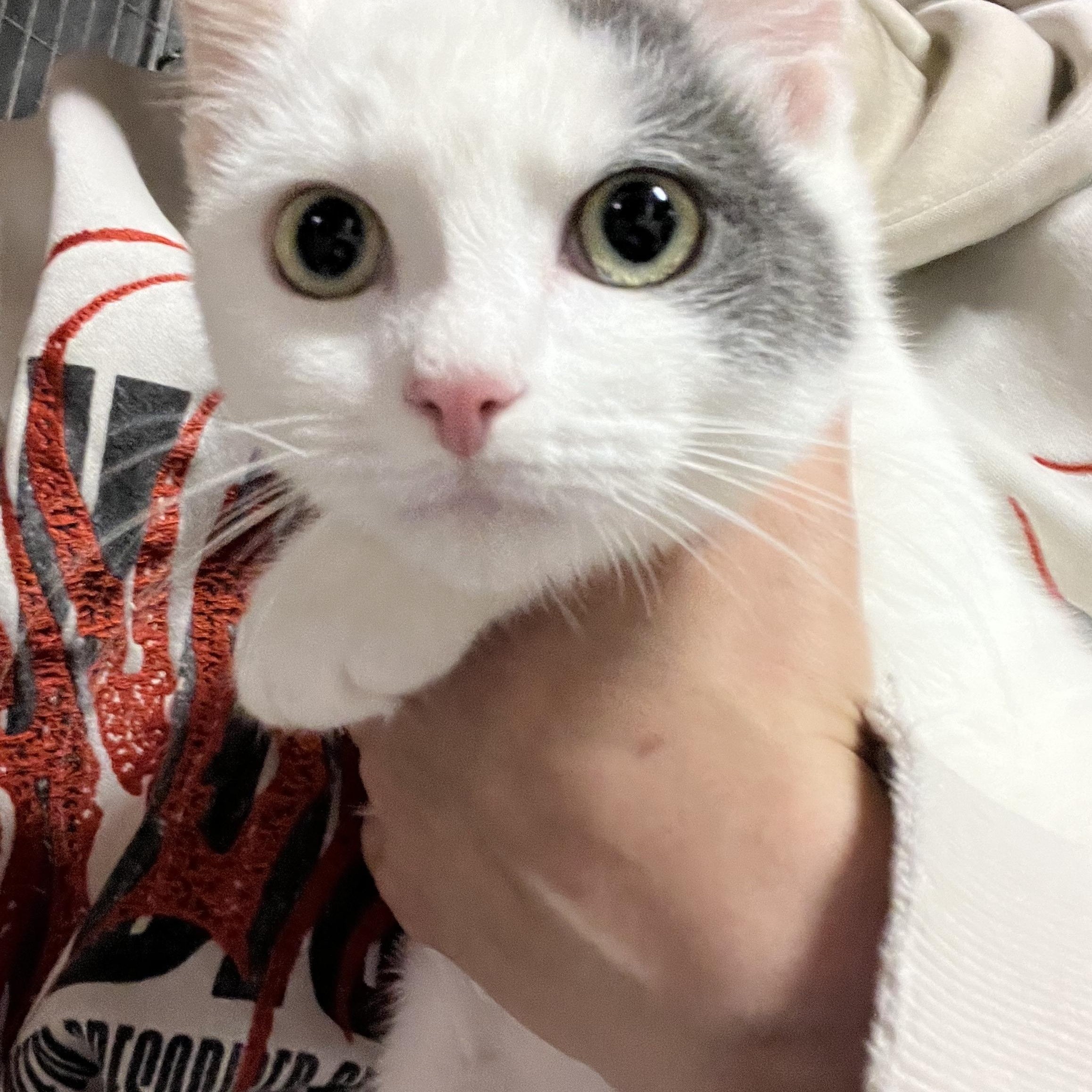 Greeley, adopted, Young Male Domestic Short Hair.