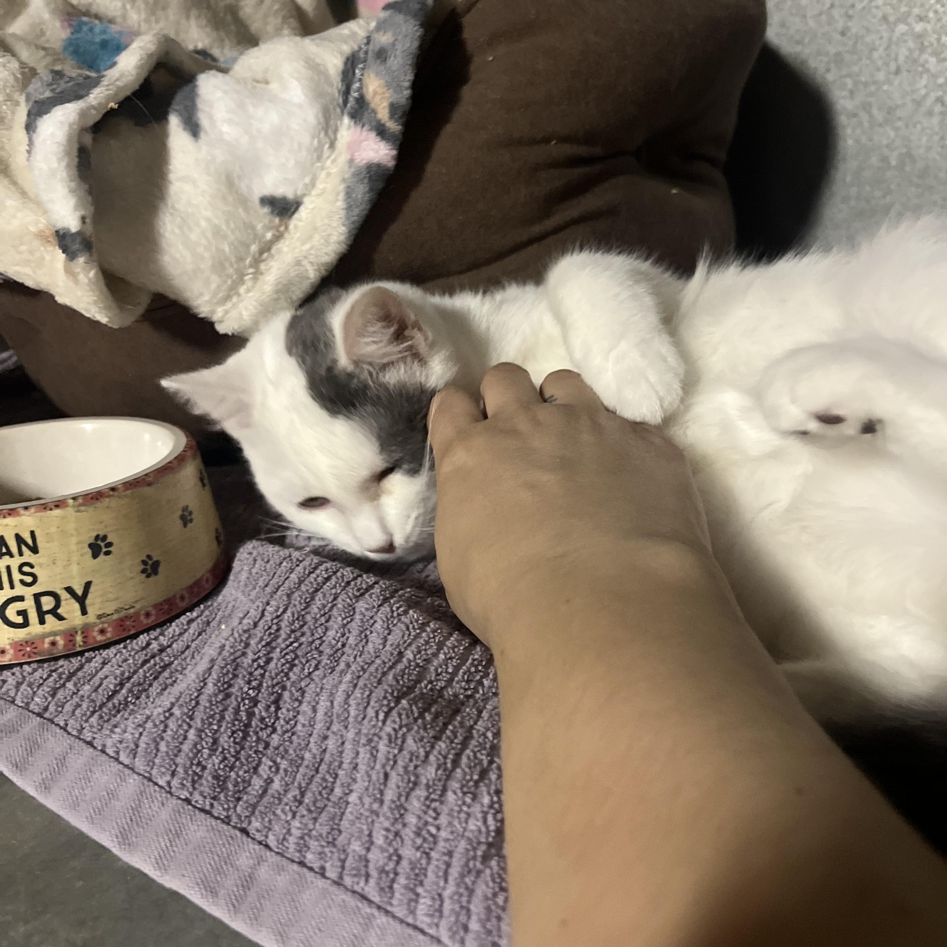 Enlarge Greeley, an adopted Domestic Short Hair in Vernon, VT image 3/4