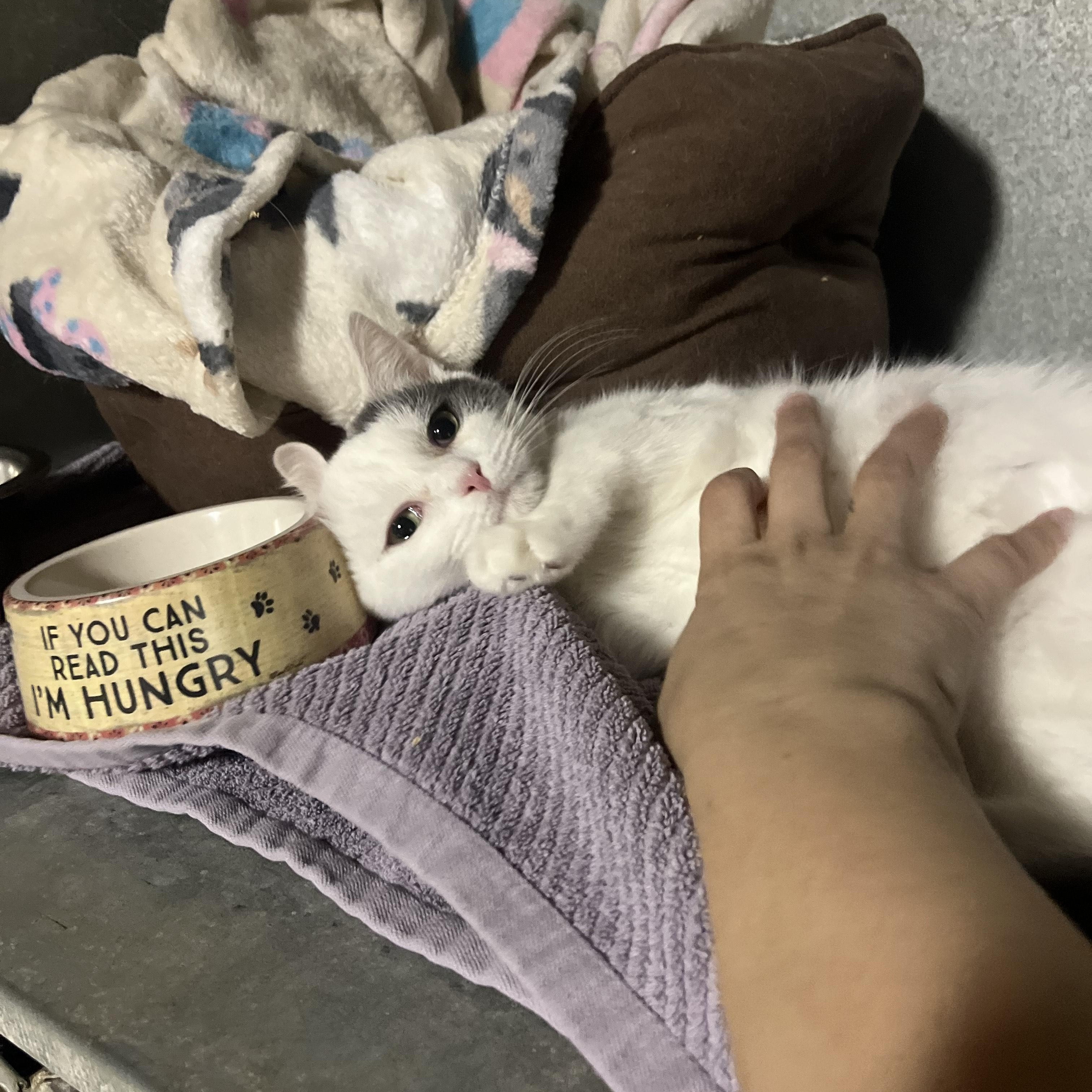 Enlarge Greeley, an adopted Domestic Short Hair in Vernon, VT image 2/4