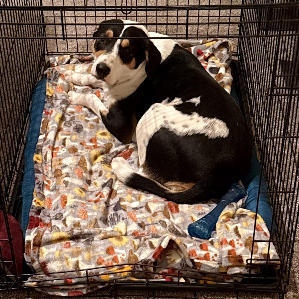 Nico, Adoptable, Adult Male Foxhound & Mixed Breed.