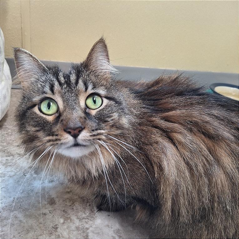 Enlarge Vanilla Bean, a Adoptable Domestic Long Hair in Attica, NY image 1/2