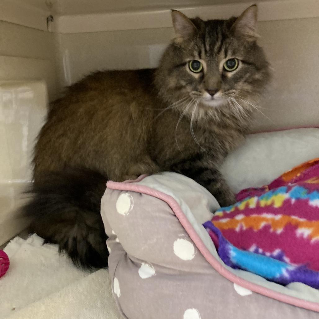 Enlarge Vanilla Bean, a Adoptable Domestic Long Hair in Attica, NY image 1/1